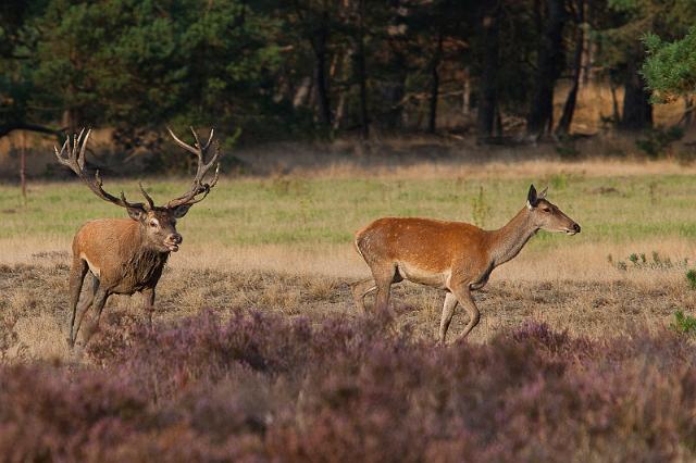 37 Hoge Veluwe, edelherten.jpg